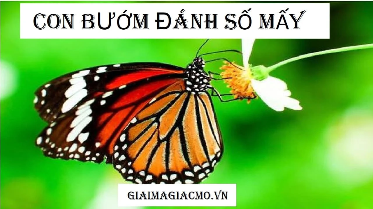 Bướm và con số may mắn