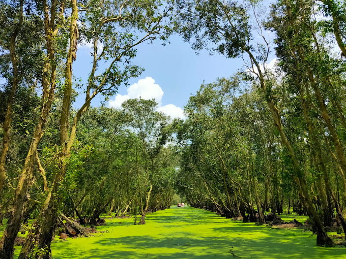 Rừng tràm Trà Sư - An Giang