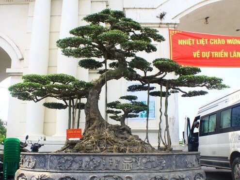 Cây Sanh Dáng Long Cổ Đại