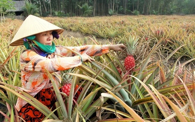 Tổng hợp tour du lịch Long An, khám phá 20 địa điểm nổi tiếng nhất