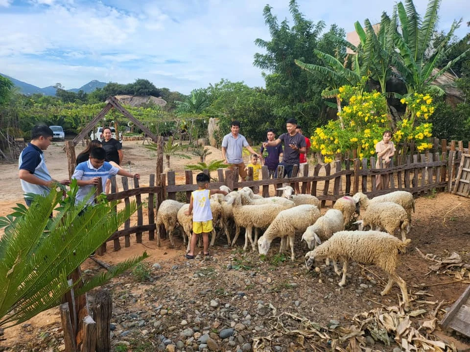 Kinh Nghiệm Du Lịch Sơn Hải Mũi Dinh Ninh Thuận