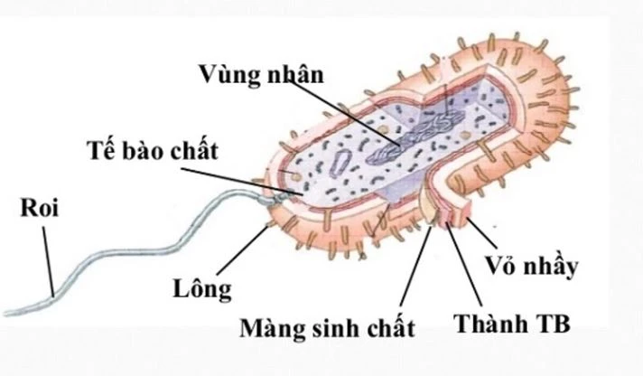 Đặc điểm cấu tạo tế bào của vi khuẩn