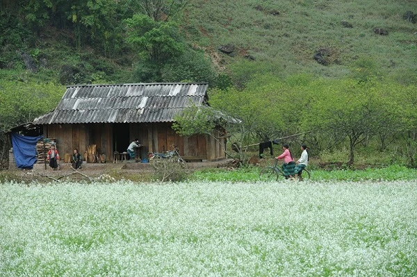 Tour du lịch Mai Châu Mộc Châu 3 ngày 2 đêm